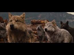 Pin On Wolves Twilight wolf pack twilight jacob twilight film twilight quotes twilight saga series twilight edward twilight pictures jacob and renesmee jacob and bella.