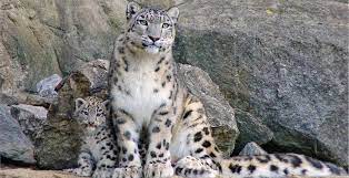 Con la responsabilidad de ello,. 10 Datos Que Debes Saber Sobre El Leopardo De Las Nieves National Geographic En Espanol