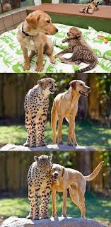 Best Friends Dog And Big Cat Hayvan Mizahi Hayvanat Bahceleri Sevimli Kopekler