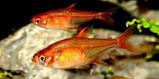 Ember Tetras And Betta Fish Betta Fish Tank Mates Betta Fish Tank Fish Tank Plants