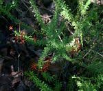 Image result for Jamesbrittenia huillana