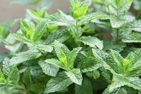 Mint leaves are green and appear in pairs opposite each other. How To Grow Spearmint Gardener S Path