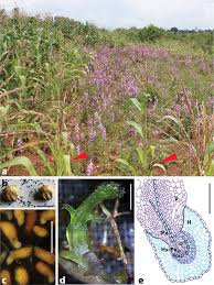 Image result for Striga junodii