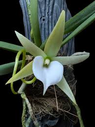 Image result for Aerangis alcicornis