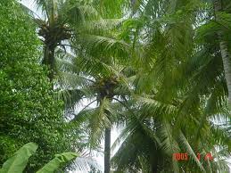 Pokok akan subur dan berbuah lebat. Kelapa Kekayaan Indonesia Kanal Pengetahuan Ftp Ugm