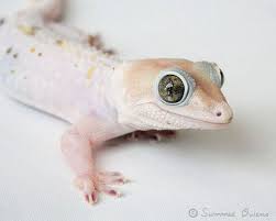 Pin On Creatures