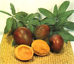 Indochinese types typically have polyembryonic seeds and fruit often lack florida varieties of this group are grown commercially on a small scale and some are appreciated in home. Mango
