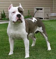 The American Staffordshire Terrier Or Amstaff Is A Breed Of Dog Originally From England But Widespread In The Un American Pitbull Terrier Pitbull Terrier Dogs