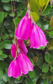 Image result for Zygotritonia nyassana