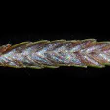 Image result for Pycreus aethiops