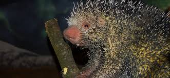 Porcupine, Prehensile Tailed - Louisville Zoo