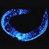 Use git or checkout with svn using the web url. Dna Repair Systems