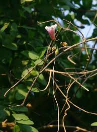 Image result for Ipomoea shirambensis