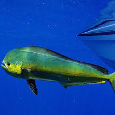 We did not find results for: Health Benefits Of Mahi Mahi Safe To Eat Global Seafoods North America