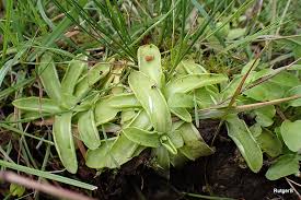 Image result for Tragus pedunculatus