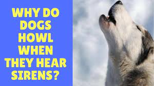 Why Do Dogs Howl When They Hear Sirens Youtube