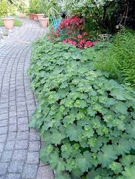Wenn sie ihrem garten einen hauch von landhausstil verleihen möchten, ist lady's mantle eine pflanze, die sie kennen sollten. Frauenmantel Als Wegbegrenzung Schattenpflanzen Garten Garten Pflanzen Vorgarten Ideen