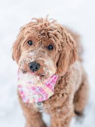 Raising australian labradoodle puppies for your family. Coulee Labradoodles