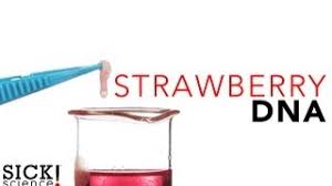 You can download free of charge this strawberry dna extraction lab worksheet. Strawberry Dna Food Science Science Experiment