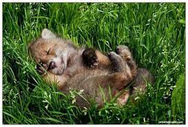 Baby Fox In The Grass Baby Wolves Baby Animals Cute Baby Animals
