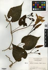Image result for Ipomoea chloroneura
