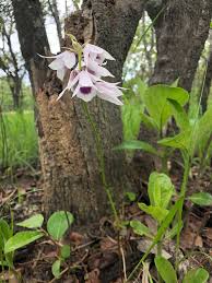 Image result for Orthochilus euanthus