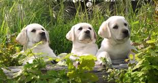 Can we hit 1000 likes on this video? 3 814 Labrador Retriever Stock Videos Royalty Free Labrador Retriever Footage Depositphotos