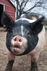 Maybe you would like to learn more about one of these? This Little Piggy Texas Co Op Power