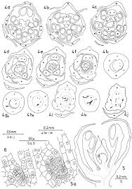 Image result for Lophiocarpus polystachyus