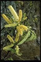 Image result for Entada chrysostachys