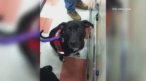 454 daniel webster hwy, merrimack, nh 03054 ; Therapy Dogs In Maine New Hampshire Eager To Return After Covid Newscentermaine Com