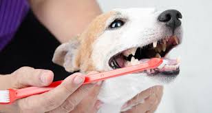 How to Clean a Dog's Mouth
