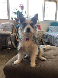 The wire fox terrier will do okay in an apartment if it is sufficiently exercised. A Sweet 2 3 Yo Rescue Mix Husky Mixed With A Terrier Breed Wire Hair 2 1 2 3 Inches Long Sheds A Dogs Worth A Day Not A Barker Or Talker 28 Lbs And