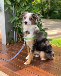 Petunia and the last supper john mulaney. The Dogs Of Katy Trail