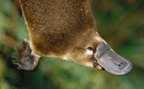 We did not find results for: Platypus Wallpapers Top Free Platypus Backgrounds Wallpaperaccess