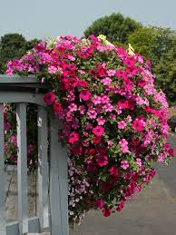 Four Star Greenhouse Flower Pots Clematis Flower Container Flowers