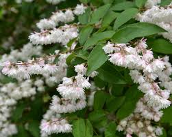 Image result for Deutzia hybrida Pink Pompon