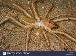 At least that is what urban legend and popular myths would have you the reason behind the name 'camel spiders' is simply because they are found in the desert. Camel Spider Wind Scorpion Solifugae Mannlich Namibia Stockfotografie Alamy
