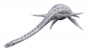 Elasmosaurus was about 14 m (46 ft) in length and weighed over 2,000 kg (2.2 short tons), making it among the largest plesiosaurs.citation needed it differs from all other plesiosaurs by having six teeth per premaxilla (the bones at the tip of the snout) and 71 neck (cervical) vertebrae.2 the skull was. Life Reconstruction Of Elasmosaurus Platyurus From The Late Download Scientific Diagram