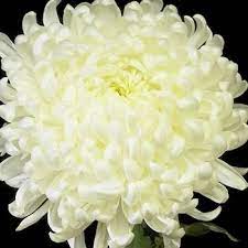 Flowers in the animal crossing series are small clusters of brightly colored flowers that live throughout all four seasons. White Football Mum Flower Mums Flowers Flowers Football Mums