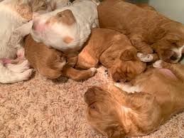 Cockapoo puppies for sale and dogs for adoption in joice iowa, ia. Cockapoo Puppies For Sale Cockapoo Breeder In Iowa
