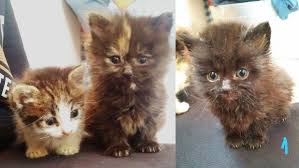 Istanbul Yenibosna Yavru Kedi Sahiplendirme Kedi Sahiplendirme Ucretsiz Kedi Sahiplendirme
