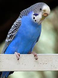 Guinea, oficialmente la república de guinea (en francés: Papagali Perusi Informatii Utile Despre Perusi Animale De Companie