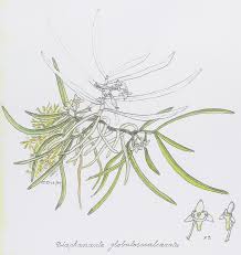 Image result for Liparis deistelii