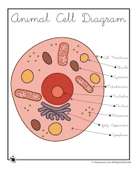 Animal Cell Diagram Cell Diagram Animal Cell Science Cells