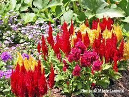 12 Best Annual Flowers For Full Sun Annual Flowers Best Annual Flowers Annual Garden