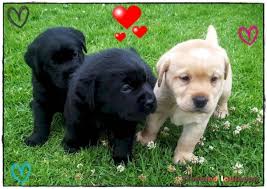 Using the search below you can find the puppy perfect for you. Top Labrador Puppies For Sale Adelaide Sa July 2021