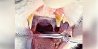 Nasal polyps are soft, painless, noncancerous growths on the lining of your nasal passages or sinuses. The Case Of The Stertorous Kitty
