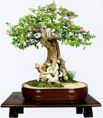 65 Sabamiki Bonsai Ideas Bonsai Bonsai Tree Bonsai Garden