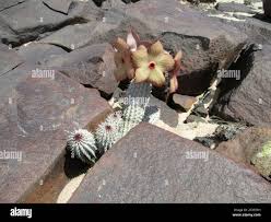 Image result for Hoodia currorii